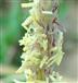  Inflorescence (a part) - with stamens and pistils (stigmas)